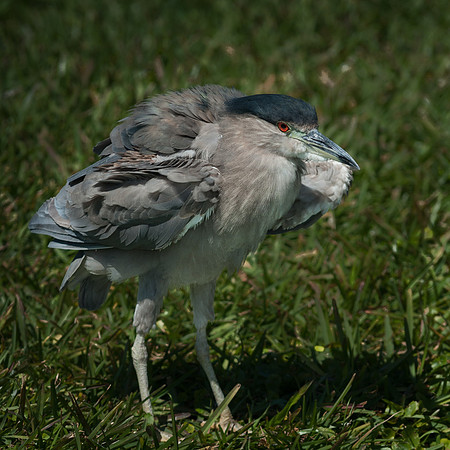 Black Capped Night Heron