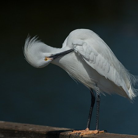 Snowy Egret