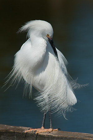 Snowy Egret