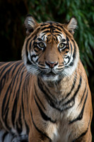 Sumatran Tiger