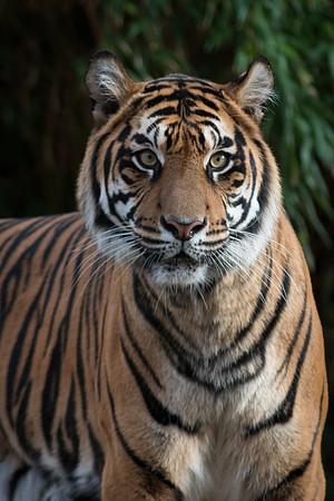 Sumatran Tiger
