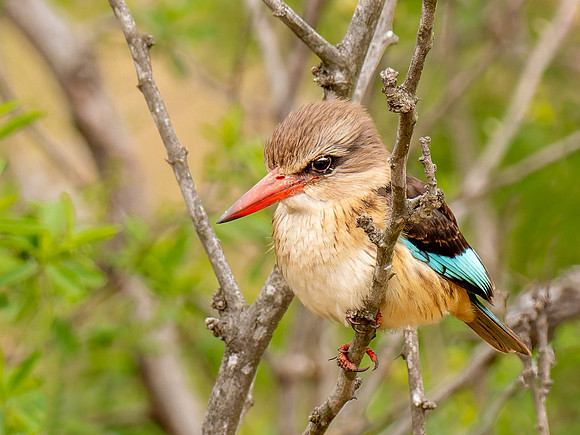 Brown-Hooded Kingfisher