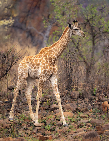 Giraffe