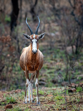 Male Blesbok