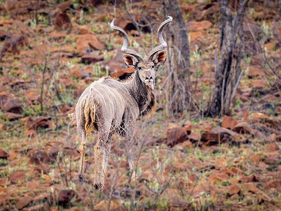 Male Kudu Antilope