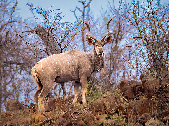 Male Kudu Antilope