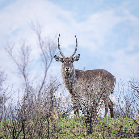Male Waterbuck
