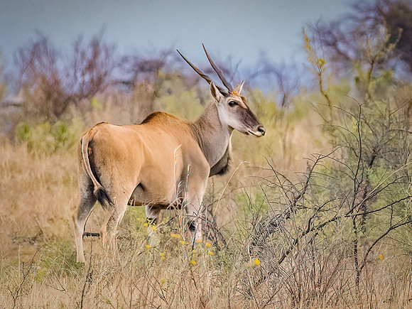 Eland Antilope