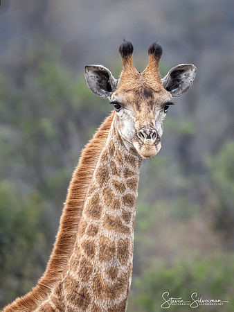 Giraffe