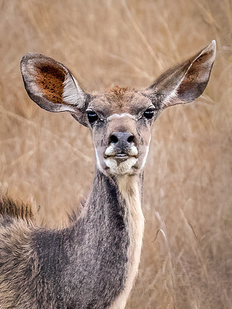 Female Kudu Antilope