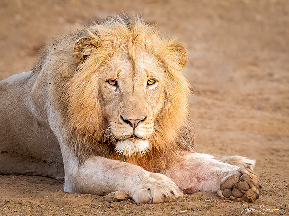 Young Male African Lion