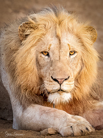 Young Male African Lion