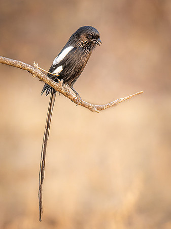 Magpie Shrike