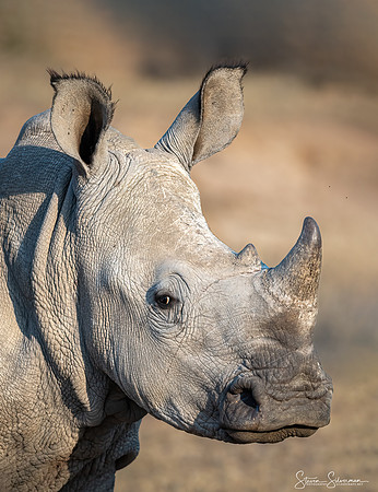 Rhinoceros