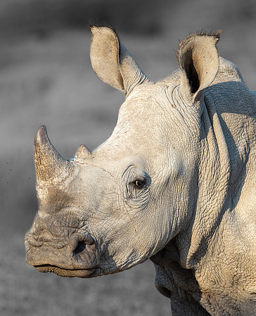 Rhinoceros