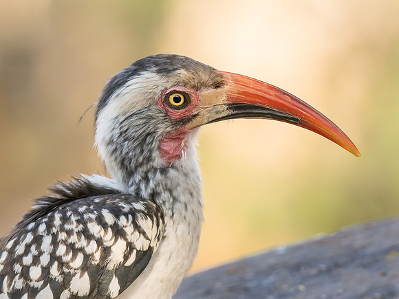 Southern Red-Billed Hornbill