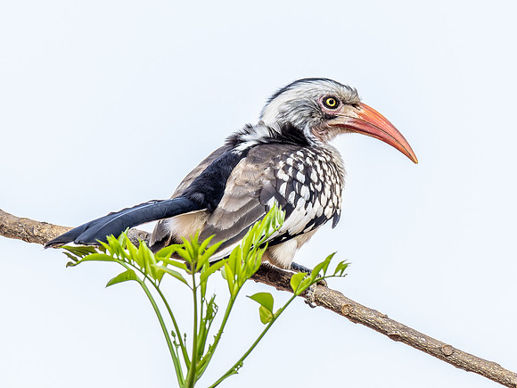 Southern Red-Billed Hornbill
