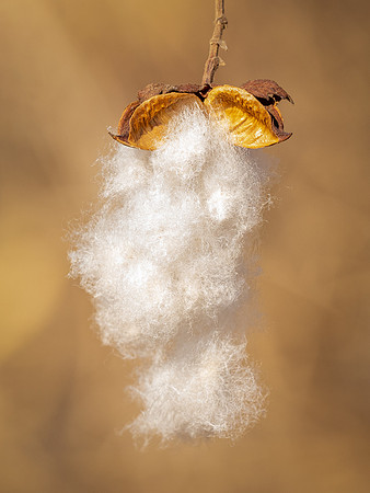 Milkweed