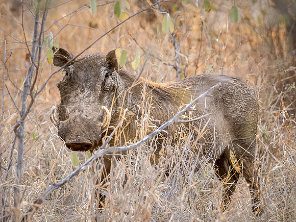 220907 Tshukudu 0378-Edit-Edit