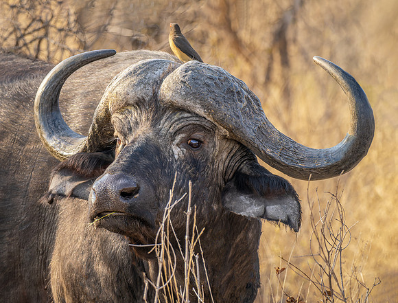 220908 Tshukudu 0028-DNG_DxO_DeepPRIME-Edit-Edit