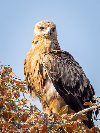 Tawny Eagle