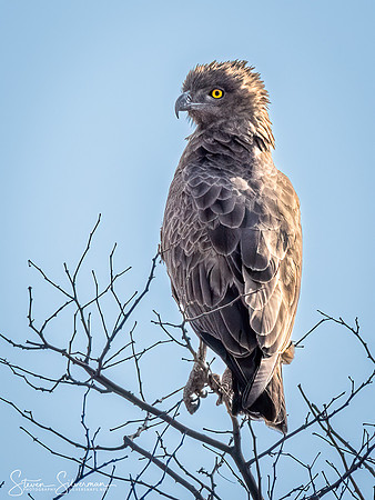 Brown Snake Eagle