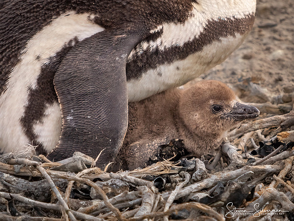 African Penguin in Nest