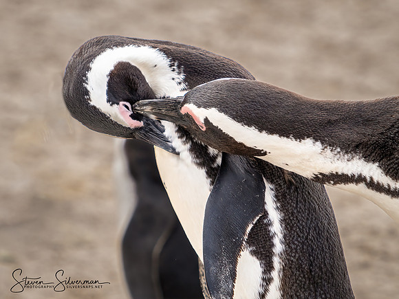 African Penguins