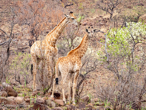 Giraffes