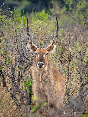 Male Waterbuck