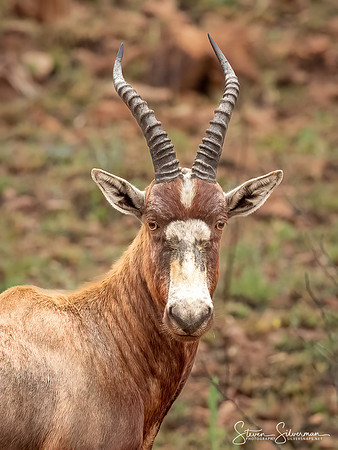 Male Blesbok