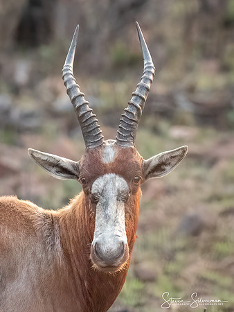 Male Blesbok