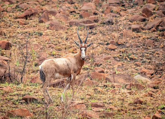 Male Blesbok