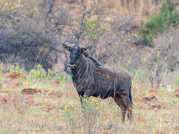 Wildabeest