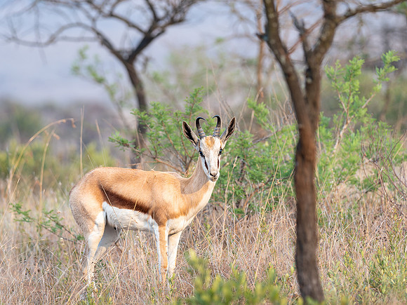 Springbok