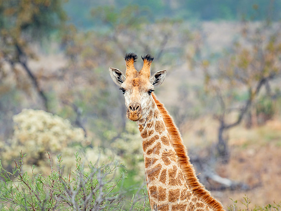 Giraffe