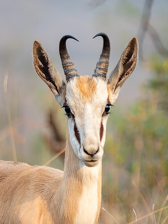 Springbok