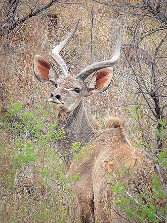 Male Kudu Antilope