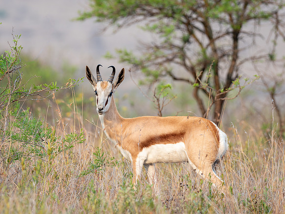 Springbok