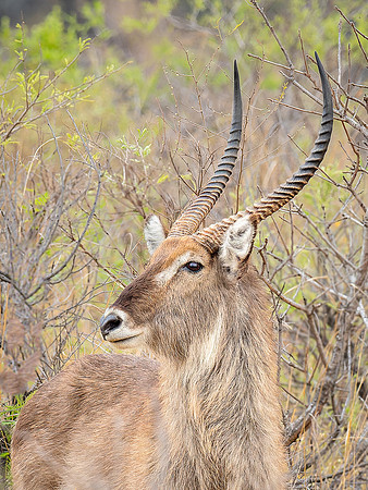 Male Waterbuck