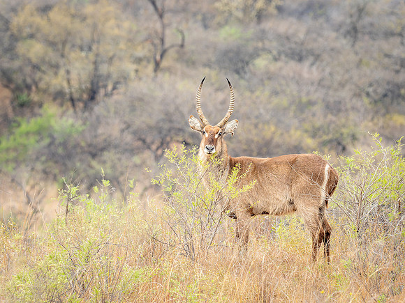 Male Waterbuck