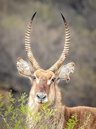 Male Waterbuck