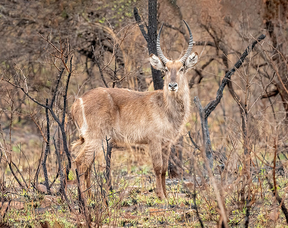 Male Waterbuck