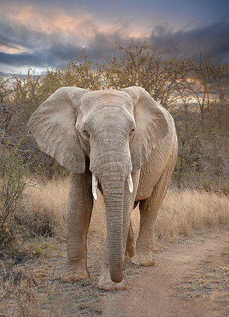 Bull African Elephant