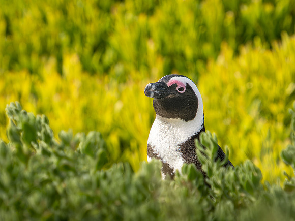 220910 Penguins 0135-DNG_DxO_DeepPRIME