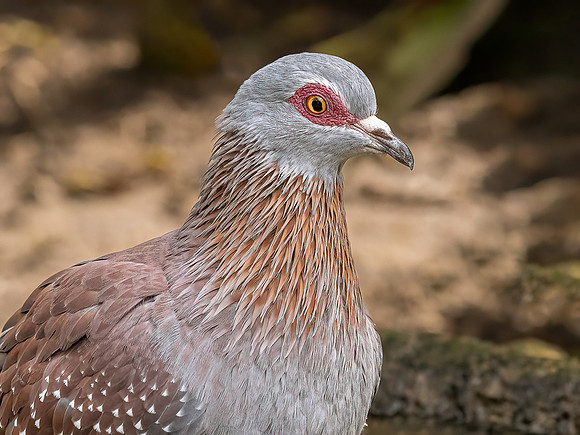 220910 Birds 0002-Edit-Edit