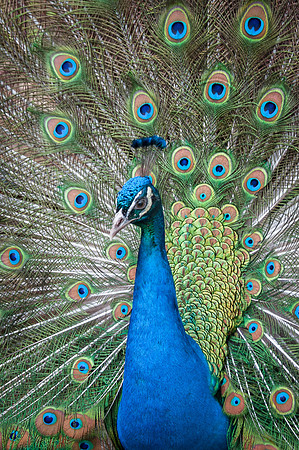 Peacock