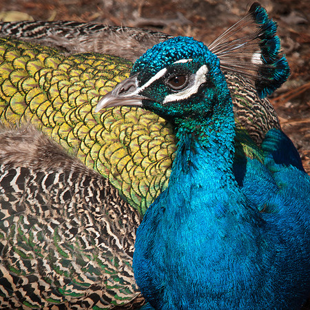 Peacock