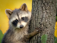 Raccoon