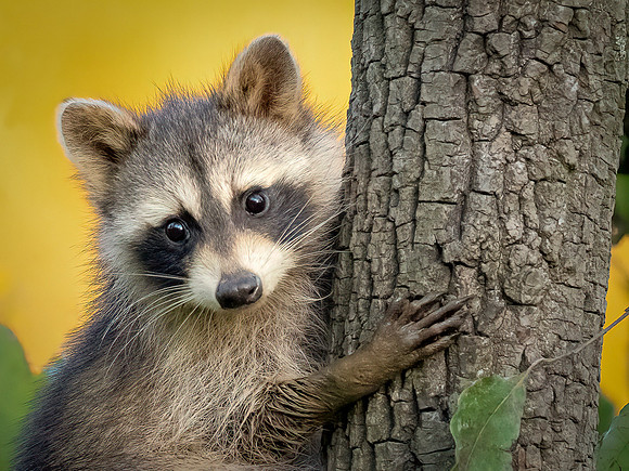 Raccoon